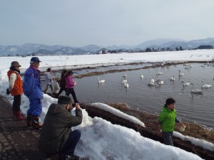 白鳥の飛来地にもなっている会津美里町。案内してもらい餌をあげた